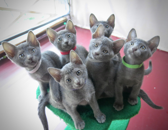 Kittens at 8 weeks